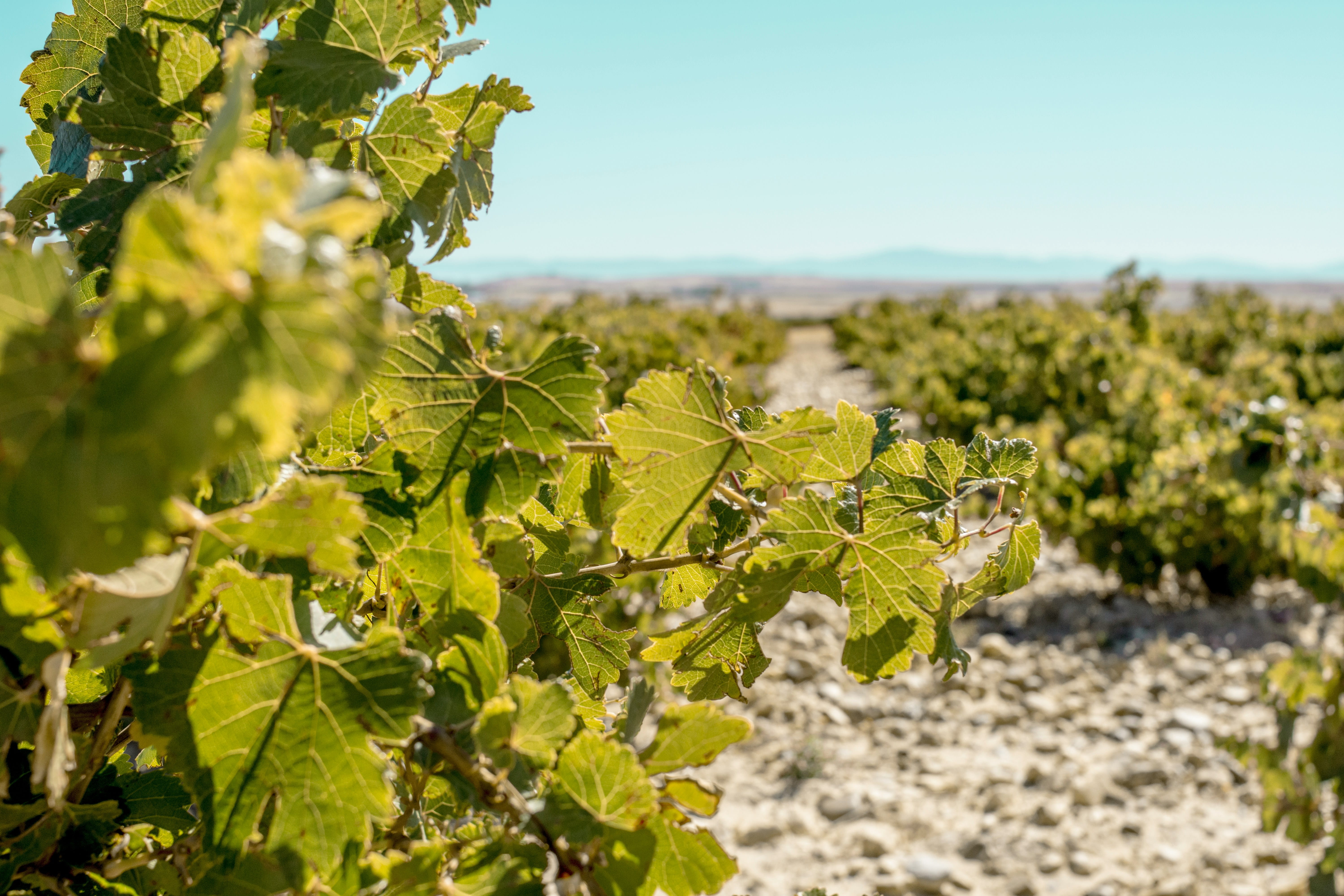cielo_wein